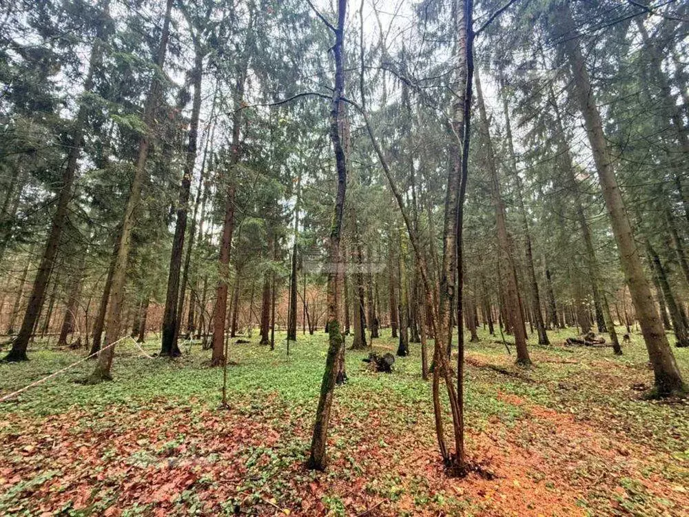 Участок, 100 сот., поселения (ижс) - Фото 2