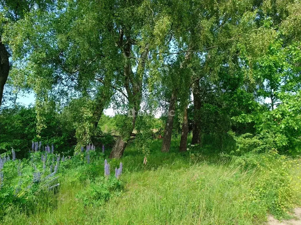 Участок в Калининградская область, Светлогорский городской округ, пос. ... - Фото 1