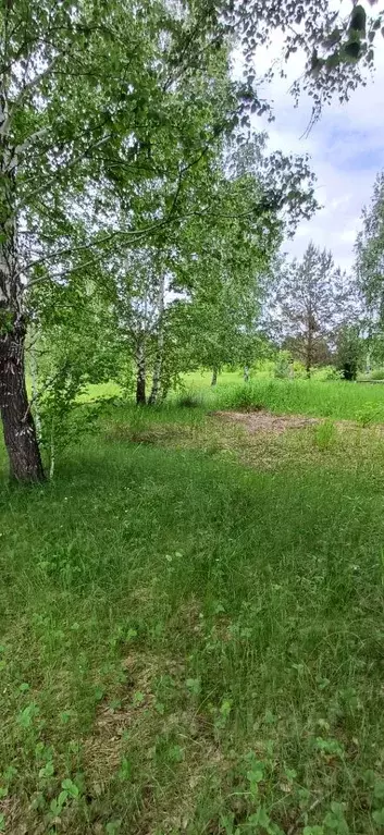 Участок в Алтайский край, Барнаул городской округ, пос. Бельмесево ул. ... - Фото 0