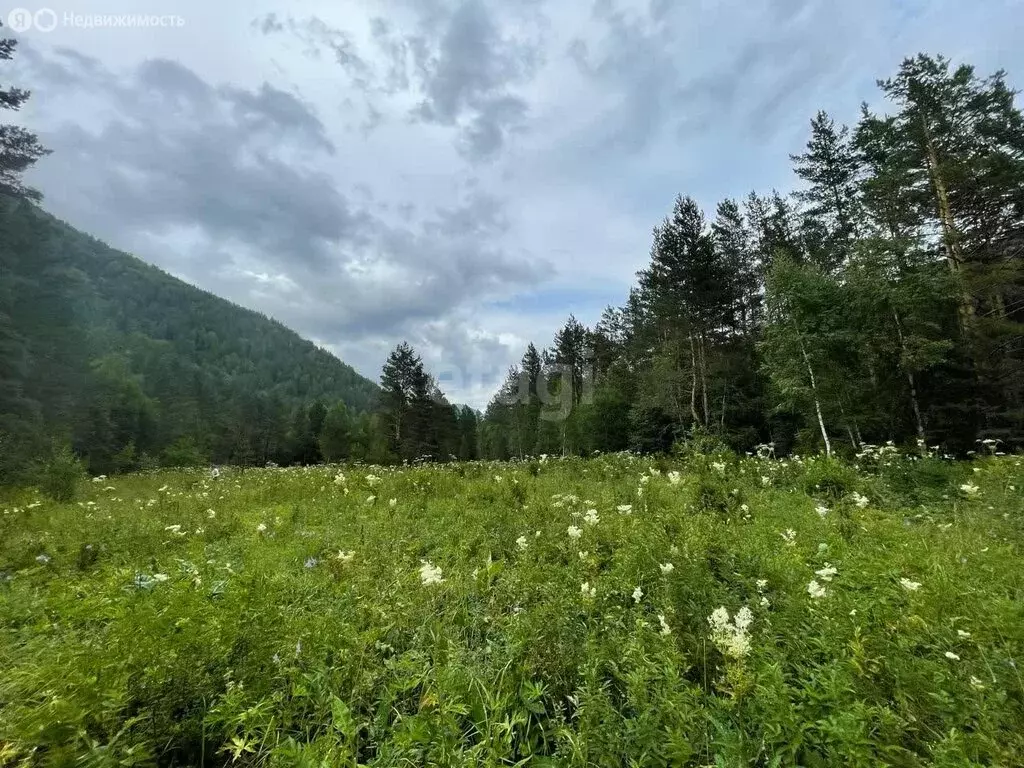 Участок в Чемальский район, село Чемал (50 м) - Фото 0