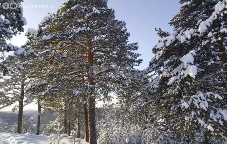 Участок в Новосибирск, Проточная улица (15 м) - Фото 2