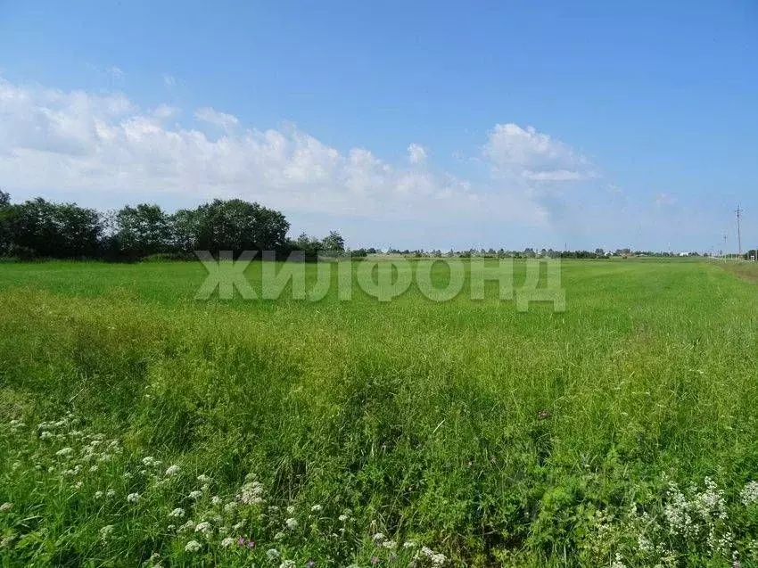 Участок в Новосибирская область, Колыванский район, Вечерний СНТ  ... - Фото 1