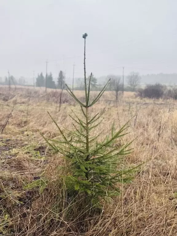 Участок в Ленинградская область, Выборгский район, Селезневское с/пос, ... - Фото 1