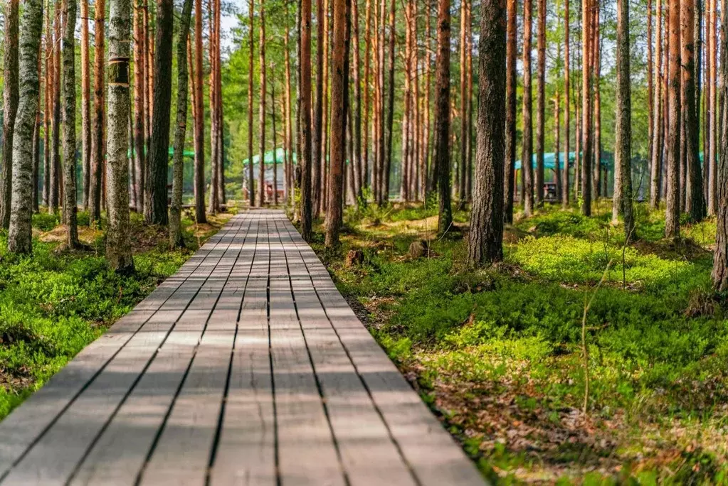 Участок в Ленинградская область, Всеволожский район, Колтушское ... - Фото 0