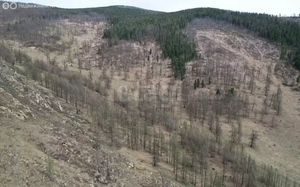 Участок в Онгудайский район, село Ело (61.96 м) - Фото 1