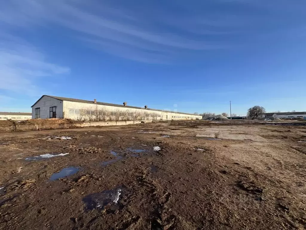 Склад в Белгородская область, Белгородский район, Разумное рп ул. ... - Фото 1