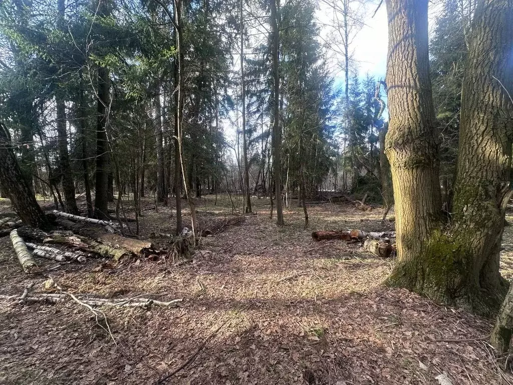 Участок в Московская область, Богородский городской округ, д. Марьино ... - Фото 2