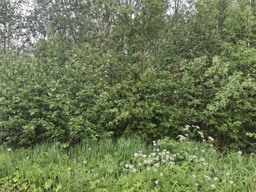 Участок в Ленинградская область, Киришский район, Кусинское с/пос, ... - Фото 1