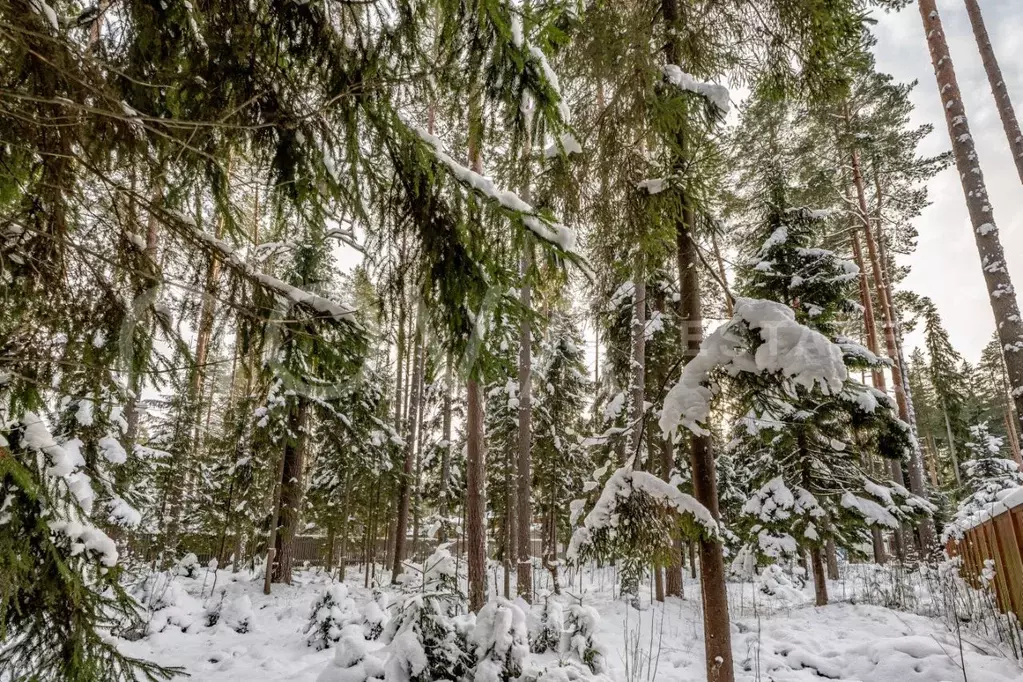 Участок в Санкт-Петербург, Санкт-Петербург, Зеленогорск Курортная ул. ... - Фото 2