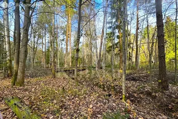 Участок в Одинцовский городской округ, садоводческое товарищество ... - Фото 1