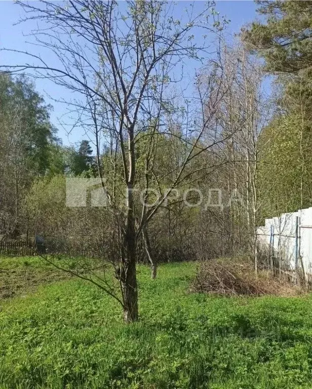 Участок в Новосибирская область, Новосибирск Спутник СНТ, ул. ... - Фото 0