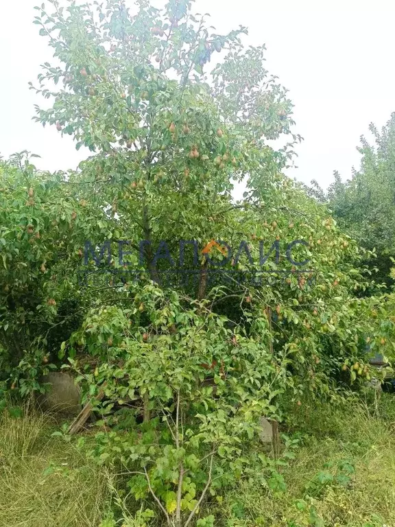 Дом в Саратовская область, Балаково Автомобилист СТ,  (10 м) - Фото 1