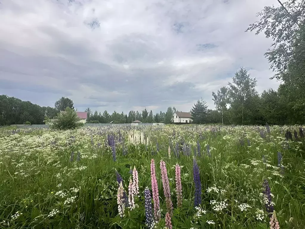 Участок в Московская область, Клин городской округ, д. Жестоки  (15.0 ... - Фото 0