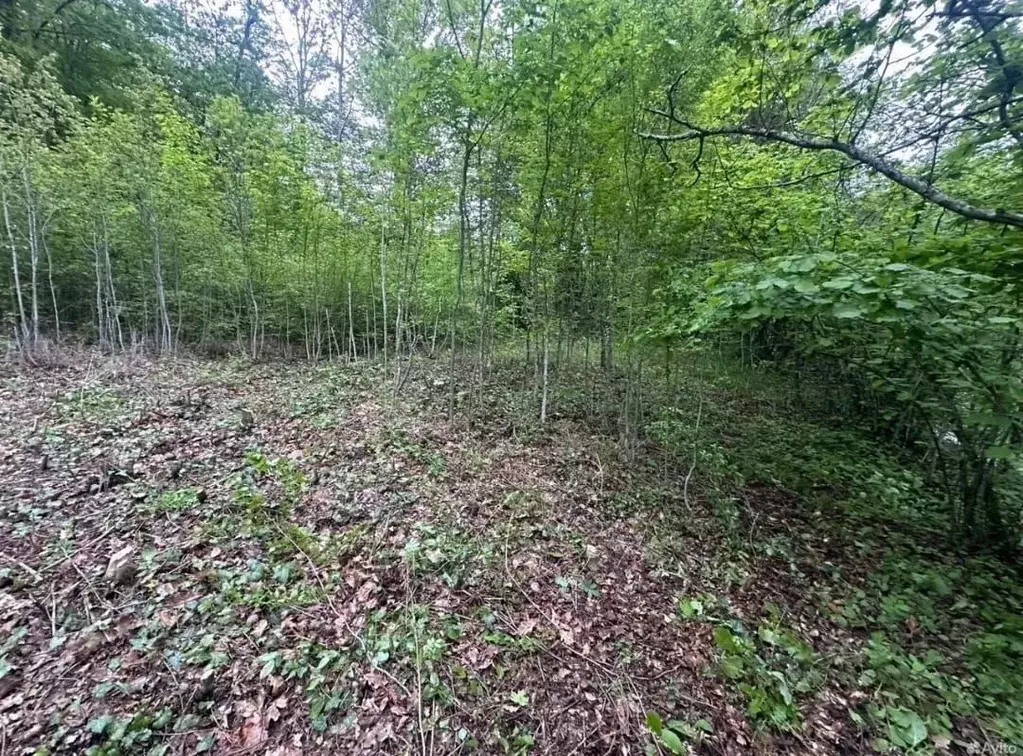 Участок в Краснодарский край, Геленджик городской округ, с. ... - Фото 1