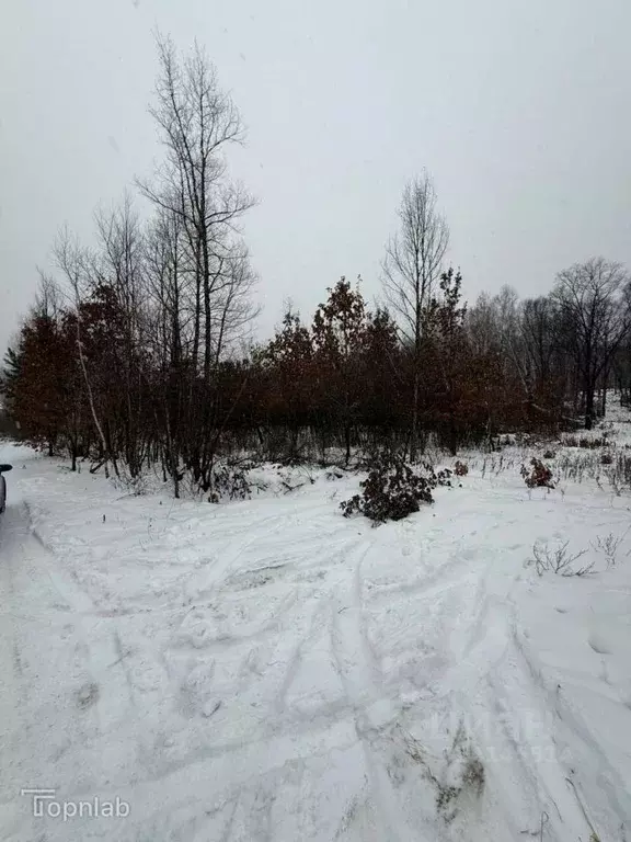 Участок в Амурская область, Благовещенский район, с. Чигири ... - Фото 1