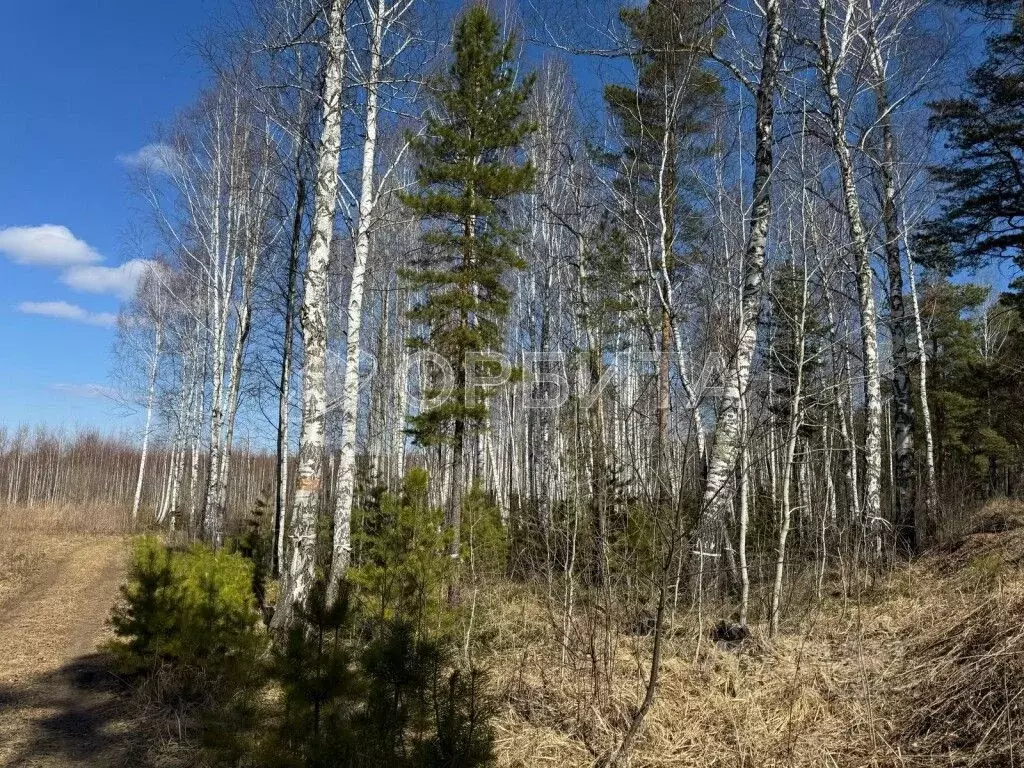 Участок в Тюменская область, Нижнетавдинский район, Геолог-2 СНТ  ... - Фото 0