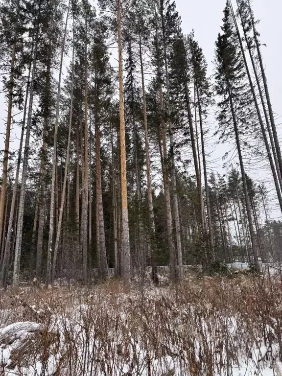 Участок в Свердловская область, Ревда  (12.21 сот.) - Фото 0