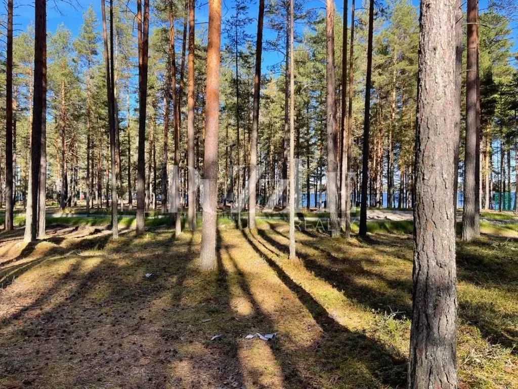 Участок в Ленинградская область, Приозерский район, Петровское с/пос, ... - Фото 0