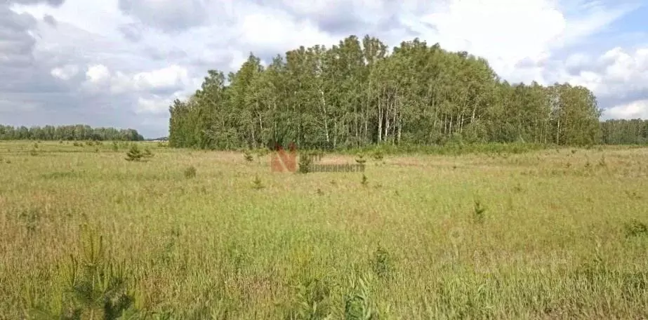 Участок в Тюменская область, Тюменский район, с. Горьковка Сибирская ... - Фото 1