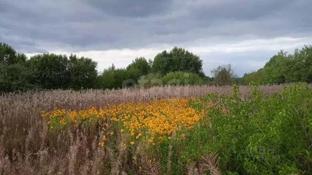 Участок в Вологодская область, Шекснинский муниципальный округ, ... - Фото 2