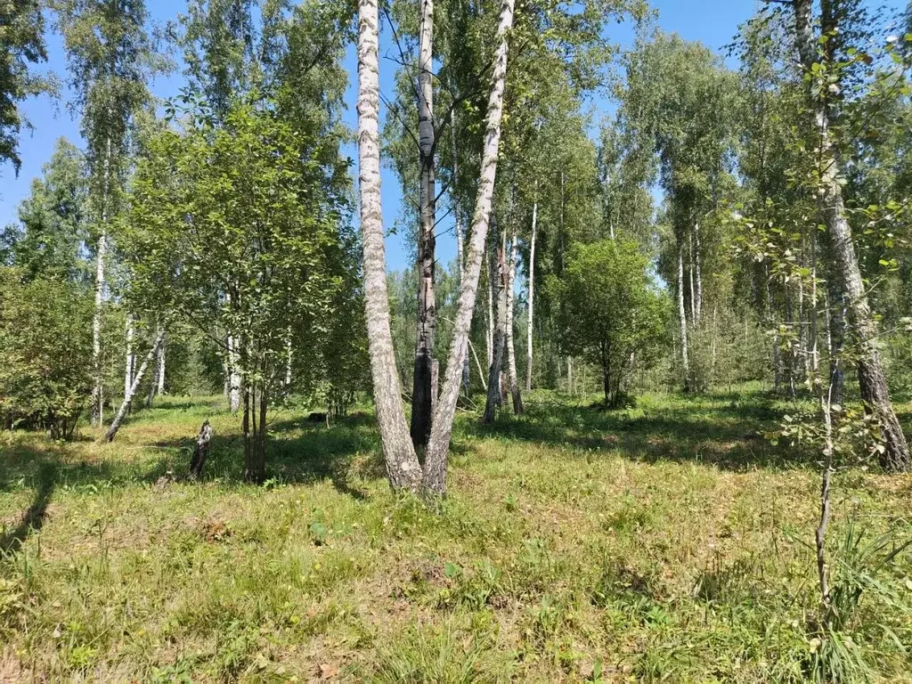 Участок в Алтай, Майминский район, Соузгинское с/пос, пос. Черемшанка ... - Фото 1