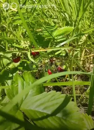 Участок в Пермский край, Соликамский муниципальный округ, посёлок ... - Фото 2