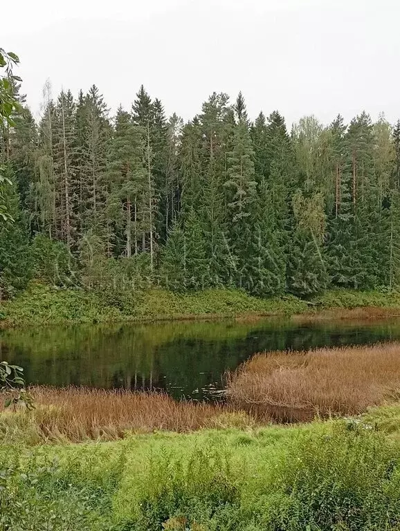 Дом в Пустомержское сельское поселение, деревня Клённо, Лужская улица, ... - Фото 1