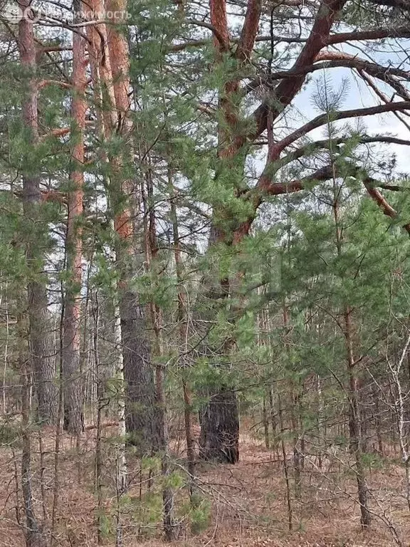Участок в Тверская область, Кашинский муниципальный округ, деревня ... - Фото 2