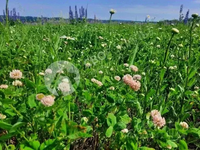 Участок в Пермский край, Краснокамский муниципальный округ, пос. ... - Фото 1