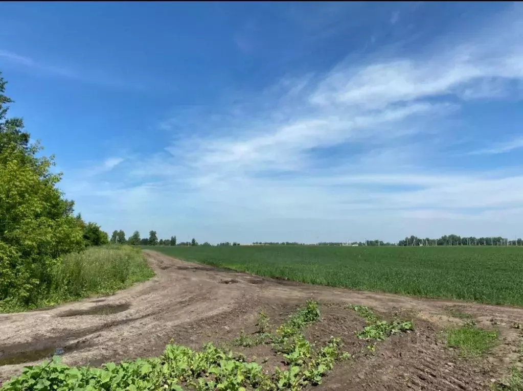 Участок в Новосибирская область, Новосибирский район, Морской ... - Фото 1