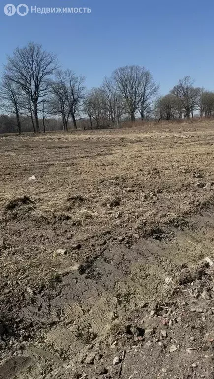 Участок в Калининградская область, Зеленоградский муниципальный округ, ... - Фото 1