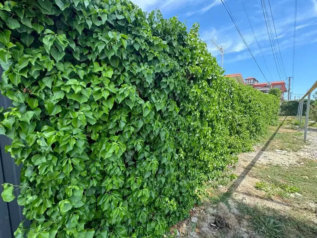 Дом в Крым, Сакский район, с. Штормовое ул. Прибрежная, 22 (55 м) - Фото 2