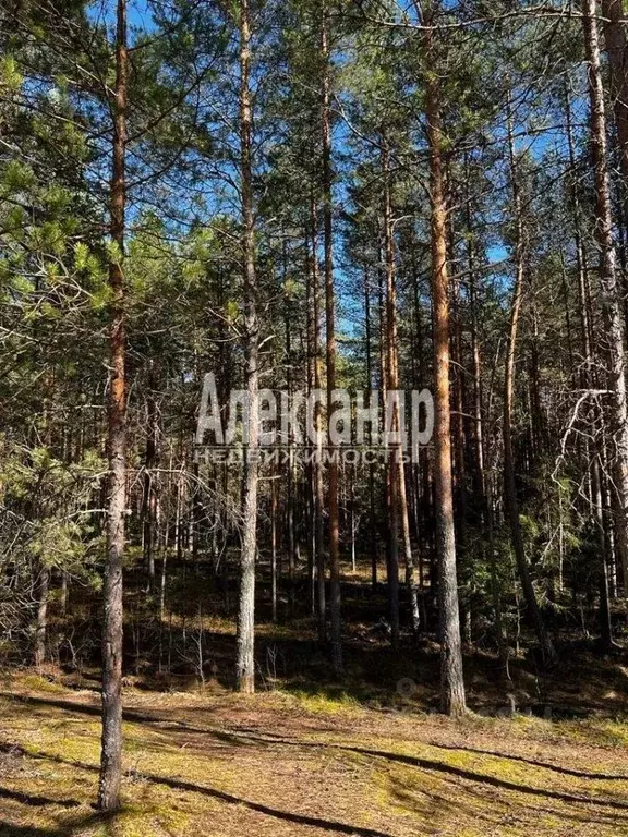 Участок в Ленинградская область, Лужский район, Толмачево городской ... - Фото 0