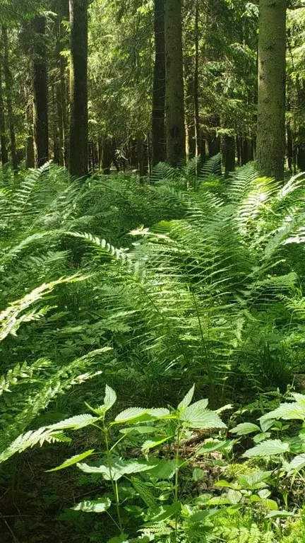 Участок в Калужская область, Жуковский район, Тростье с/пос, с. ... - Фото 2