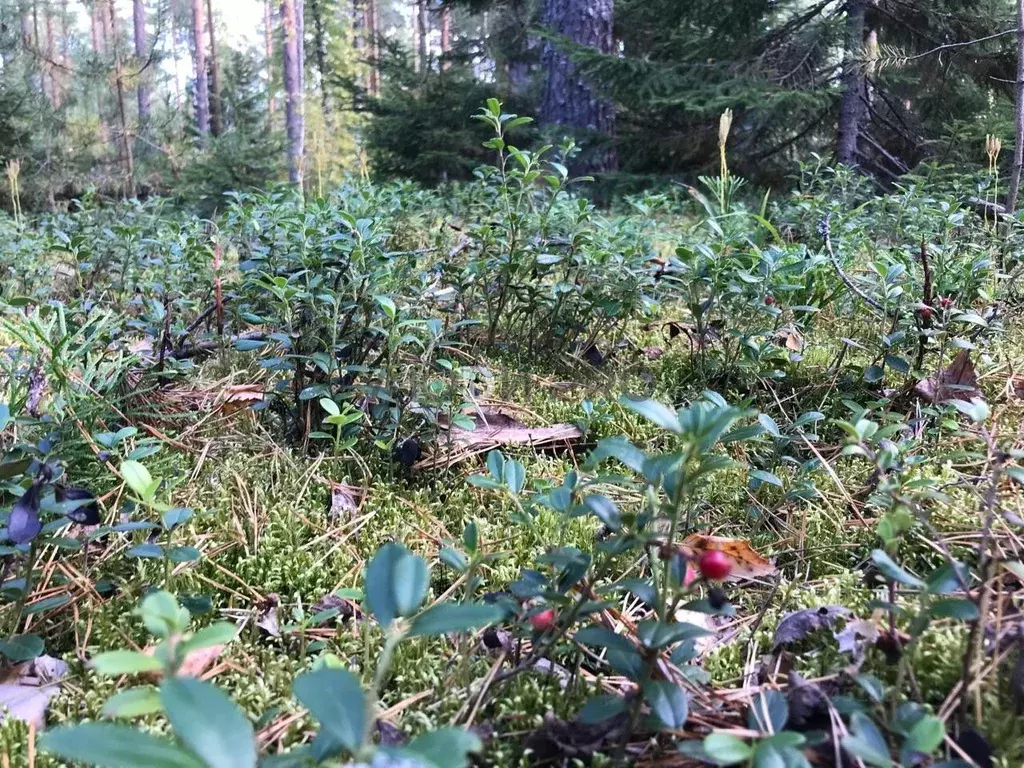 Участок в Кировская область, Слободской район, Шиховское с/пос, д. ... - Фото 1