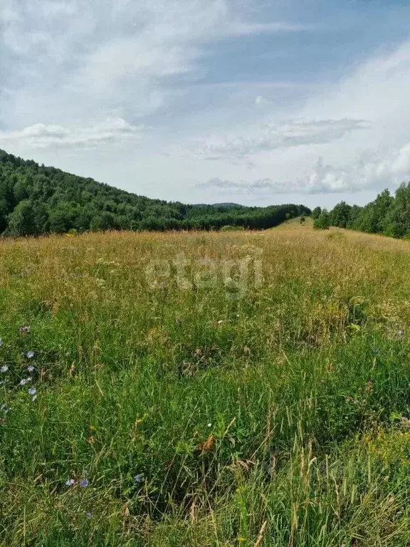 Участок в Алтайский край, Алтайский район, с. Макарьевка  (2951.9 ... - Фото 1