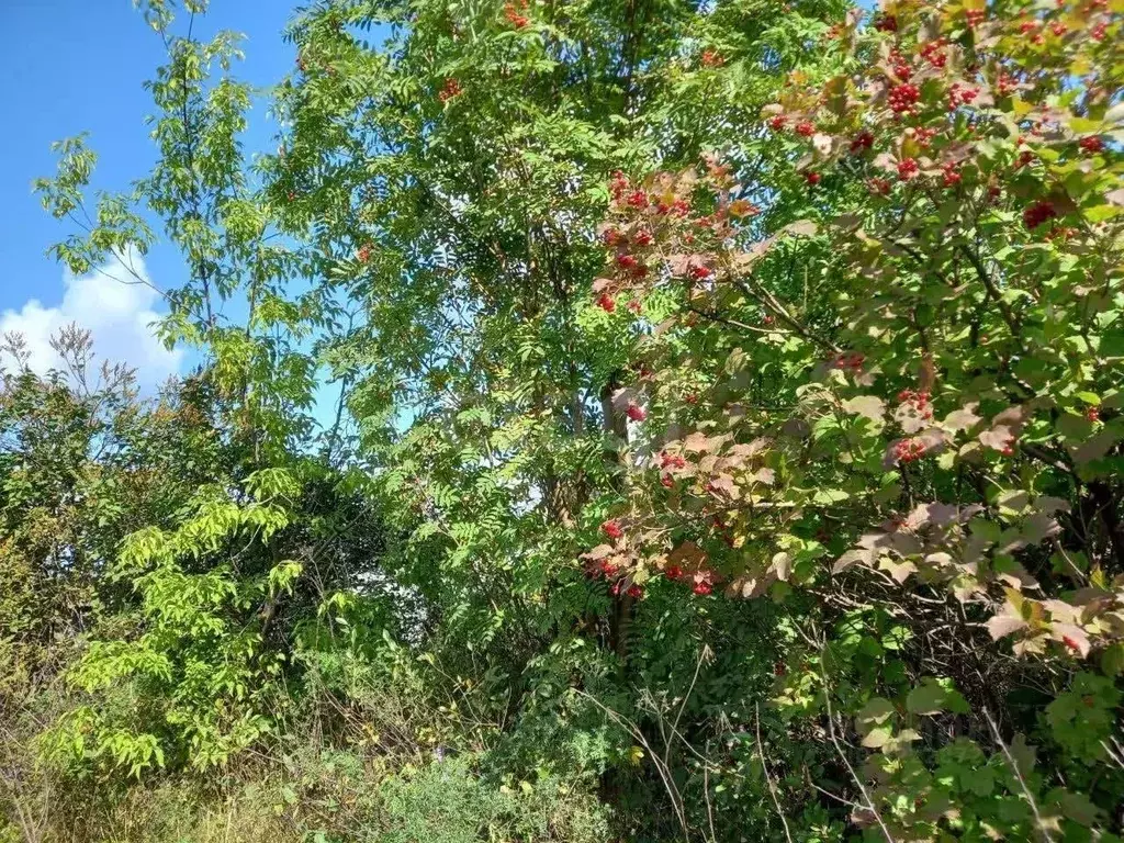 Участок в Свердловская область, Нижний Тагил Новая ул., 7 (9.9 сот.) - Фото 1