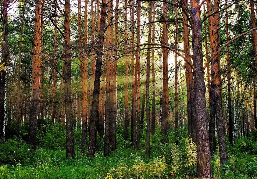 Участок в Новгородская область, Маловишерский район, Бургинское с/пос, ... - Фото 1