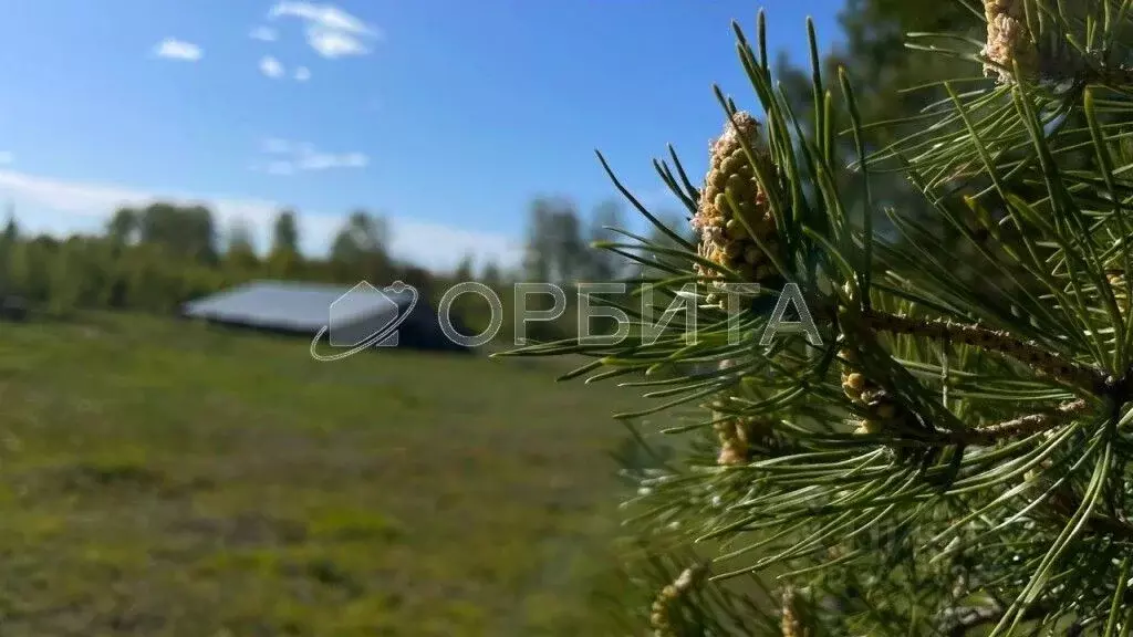 Участок в Тюменская область, Тюменский район, д. Елань  (8.0 сот.) - Фото 0