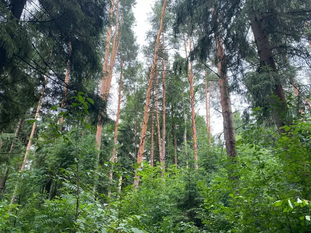 Участок в Московская область, Звенигород Одинцовский городской округ,  ... - Фото 2