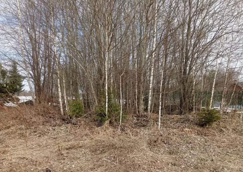 Участок в Московская область, Можайский муниципальный округ, д. ... - Фото 1