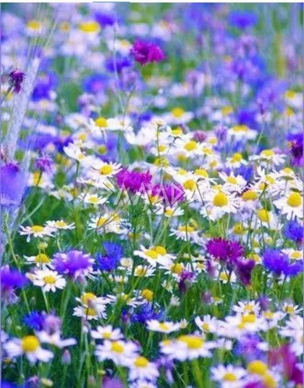 Участок в Ростовская область, Аксайский район, Щепкинское с/пос, ... - Фото 1