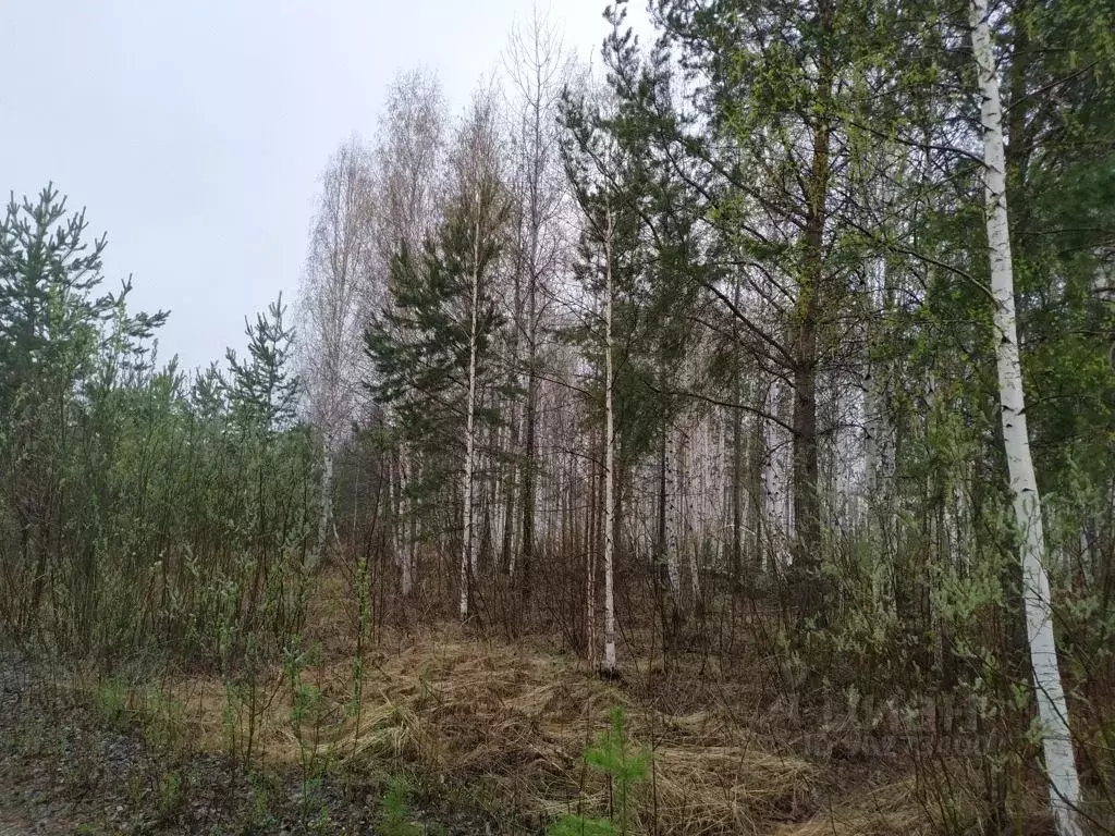 Участок в Свердловская область, Белоярский городской округ, пос. ... - Фото 1