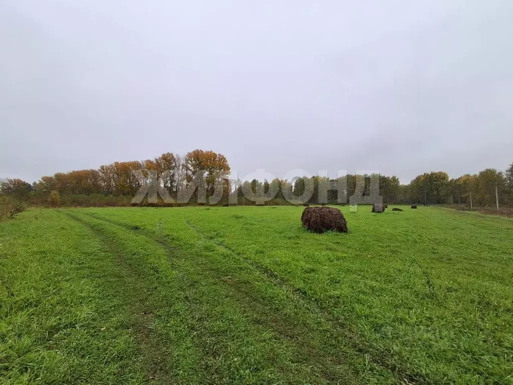 Участок в Новосибирская область, Новосибирский район, Станционный ... - Фото 2