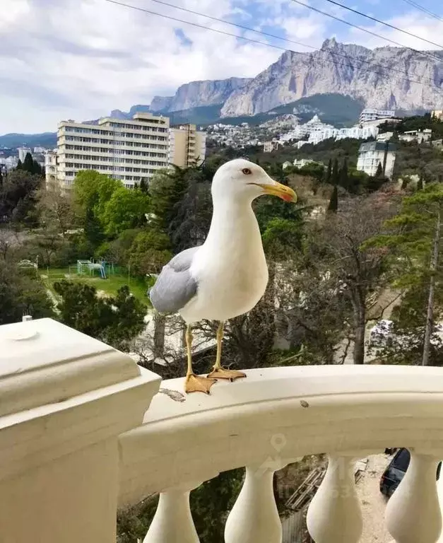 1-к кв. Крым, Ялта муниципальный округ, Гаспра пгт ш. Алупкинское, ... - Фото 2