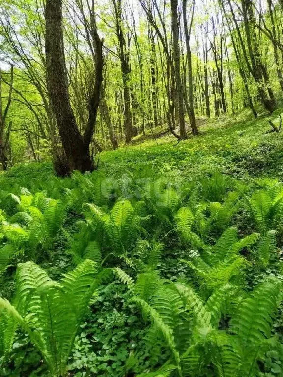 Участок в Краснодарский край, Горячий Ключ  (10.5 сот.) - Фото 0