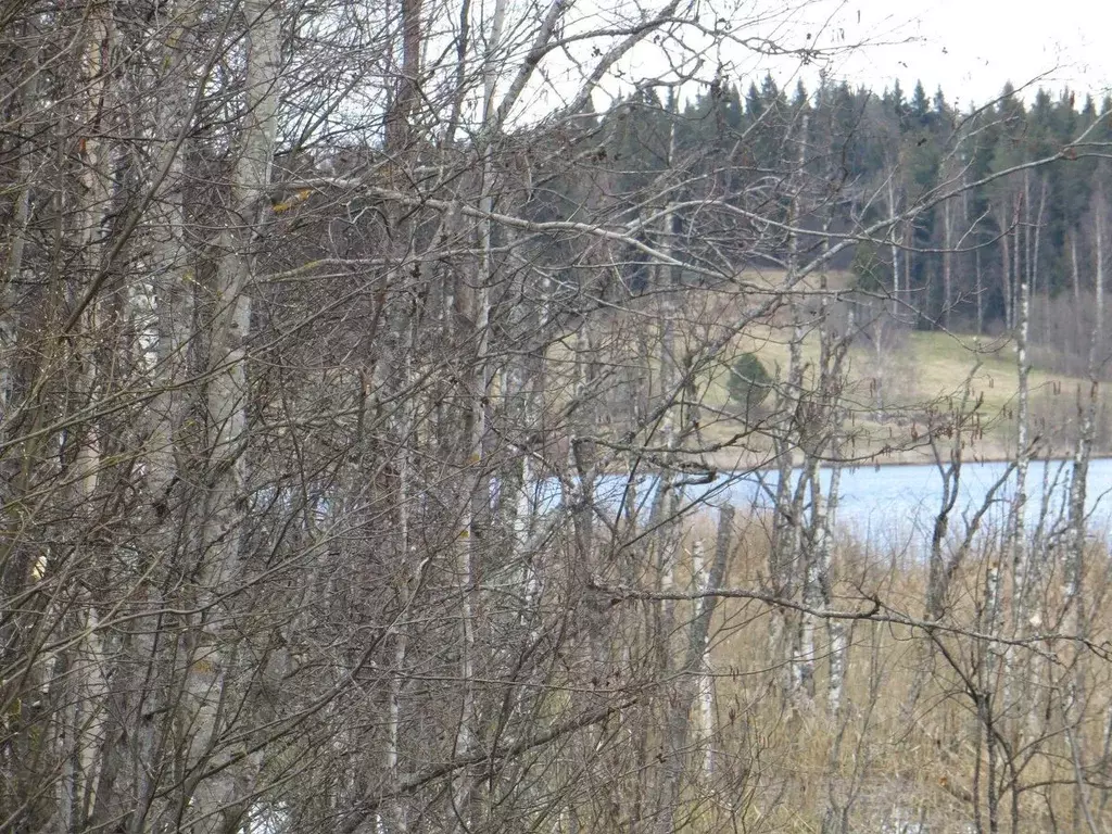 Участок в Карелия, Лахденпохский муниципальный округ, район поселка ... - Фото 2