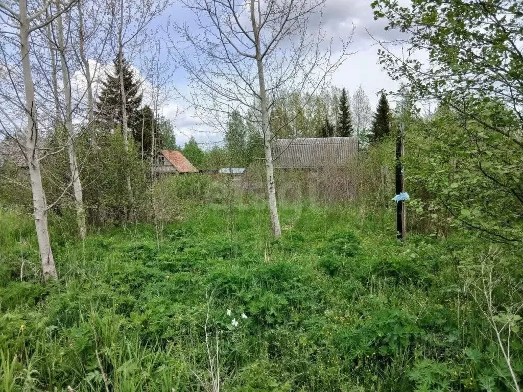 Участок в Ленинградская область, Волховский район, Кисельнинское ... - Фото 0