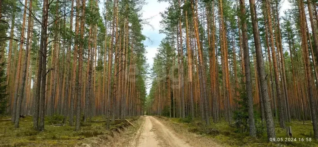 Участок в Ленинградская область, Приозерский район, Красноозерное ... - Фото 1