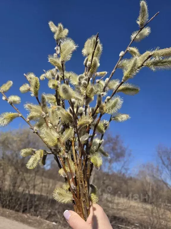 Студия Коми, Сыктывкар Тентюковская ул., 308 (32.1 м) - Фото 2
